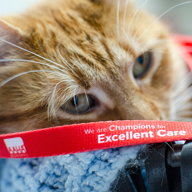 veterinary-hospital-partners